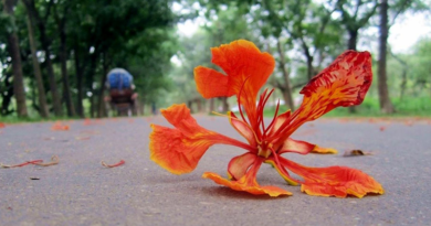পথিক পথ হও