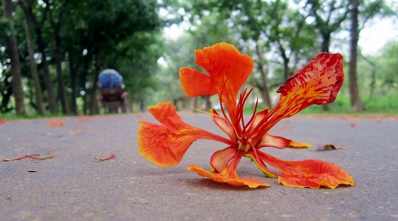 পথিক পথ হও