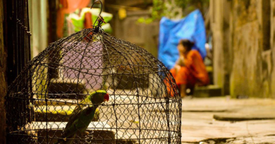 ব্যাভিচার ও তওবা